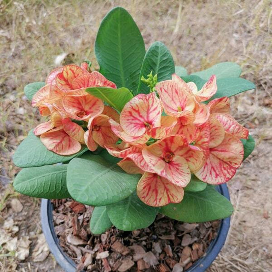 Euphorbia Milii ING CHAN