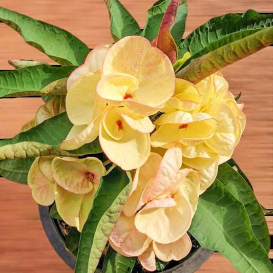 Euphorbia Milii ING TAWAN