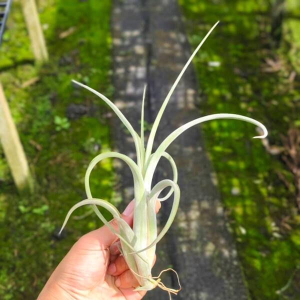 Tillandsia intermedia