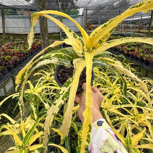 Croton INTHARA RUNGSAN