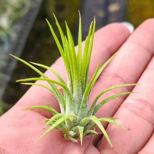 Tillandsia ionantha Fuego Thin S