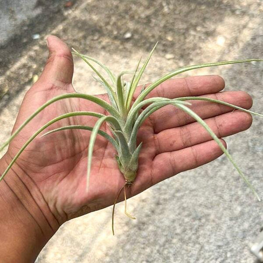 Tillandsia ionantha x paucifolia