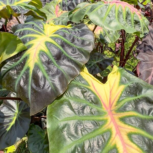 Colocasia ITIN KATIN