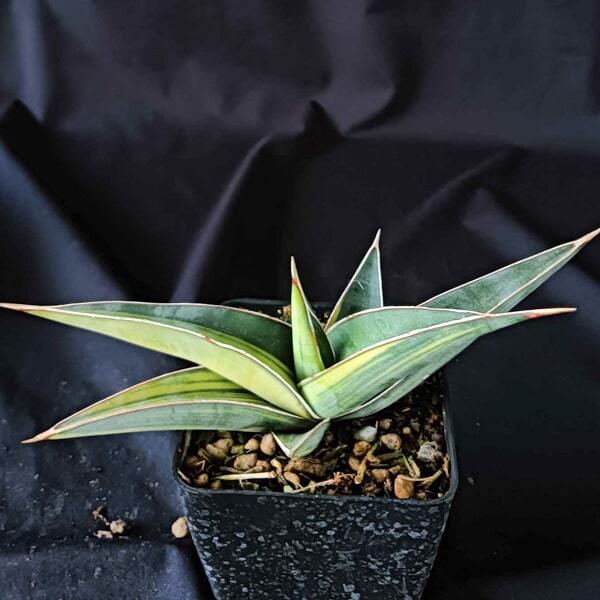 Sansevieria JOHANNESBURG VAR