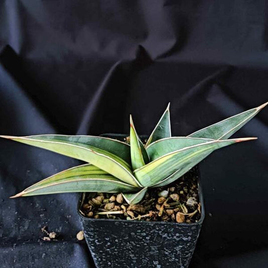 Sansevieria JOHANNESBURG VAR