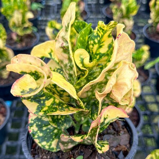 Croton JA MONGKUT