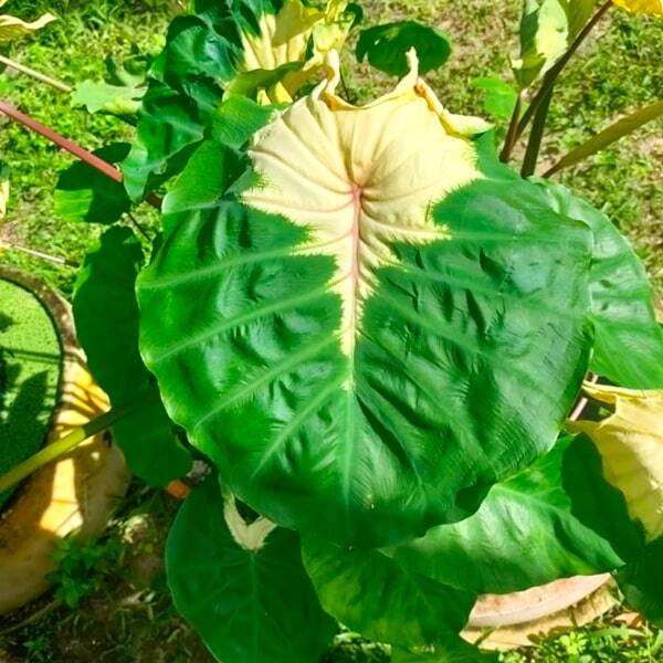 Colocasia JADE CRANE
