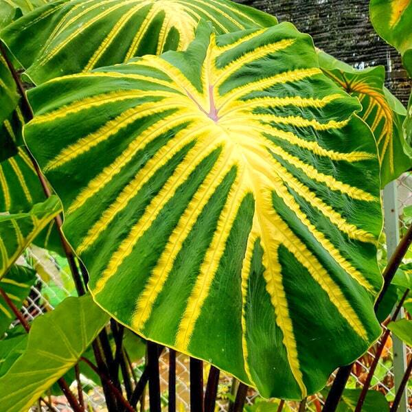 Colocasia JADE MAGMA