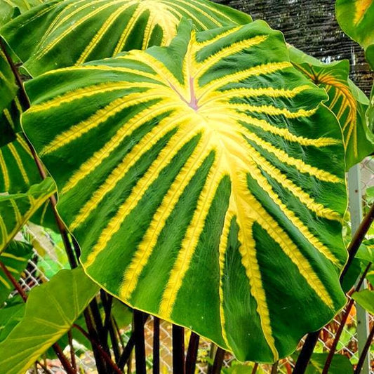 Colocasia JADE MAGMA