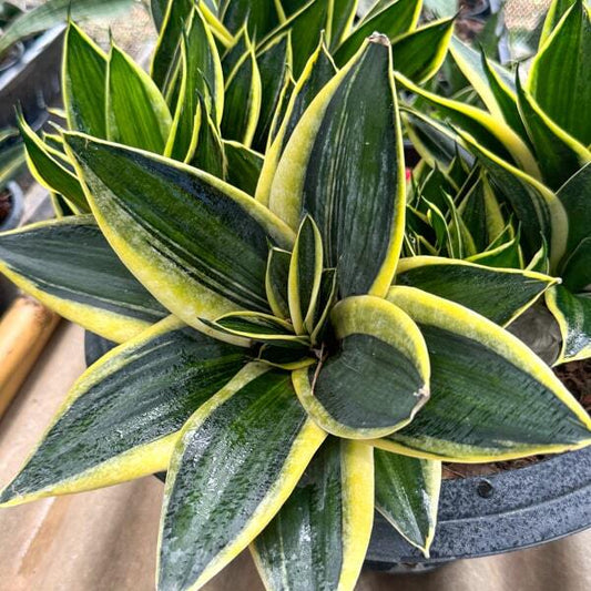 Sansevieria JADE PAGODA VAR