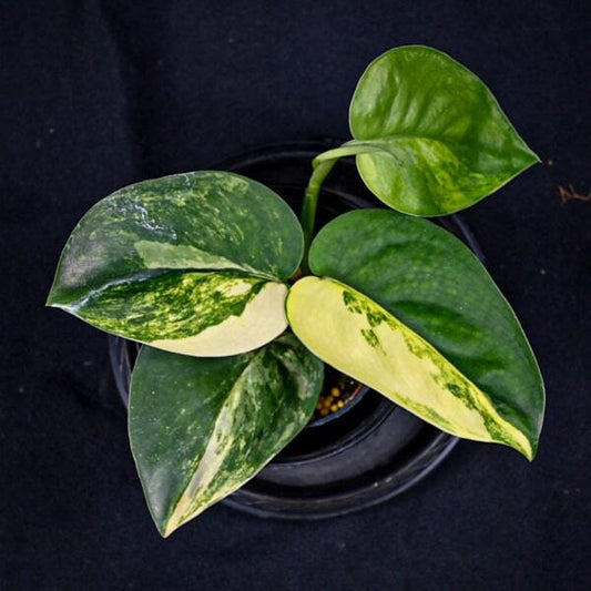 Scindapsus JADE SATIN