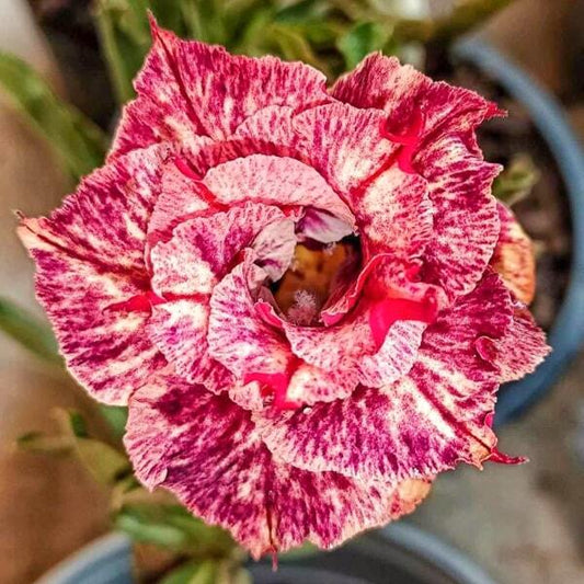 Adenium obesum JAGUAR