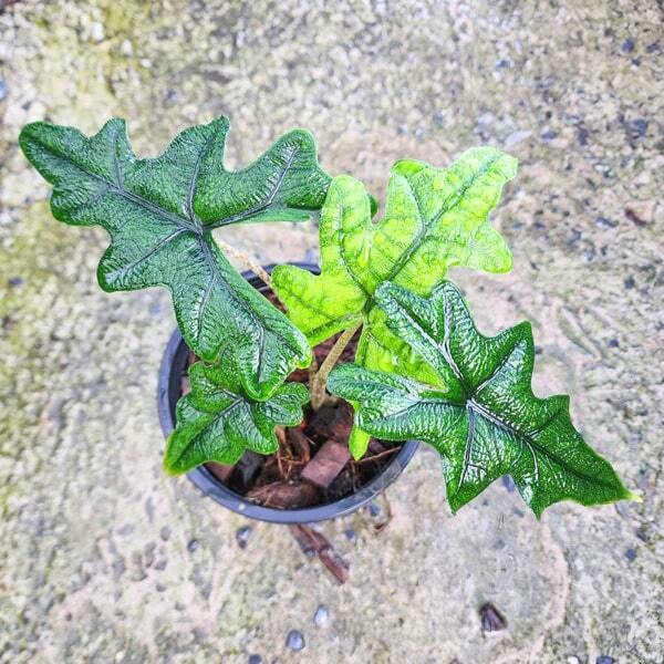 Alocasia JACKLYN