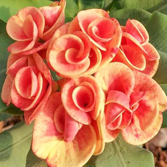 Euphorbia Milii JAM JAN