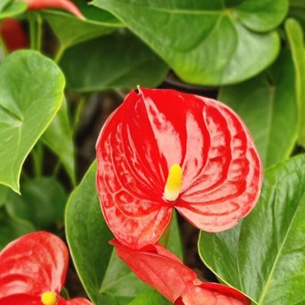 Anthurium andraeanum JAMBO RED