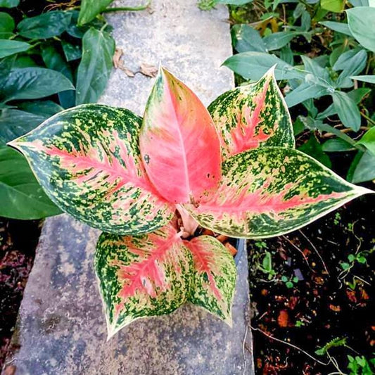 Aglaonema JANNIE PINK