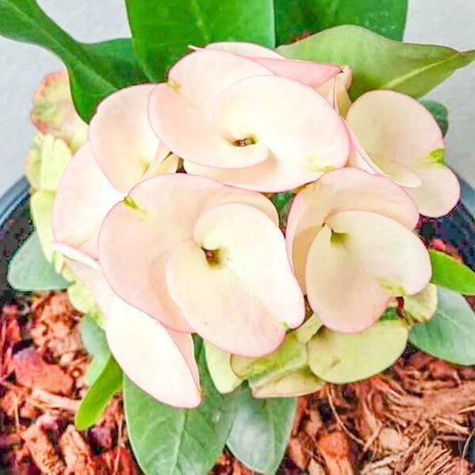 Euphorbia Milii JAREN LAB