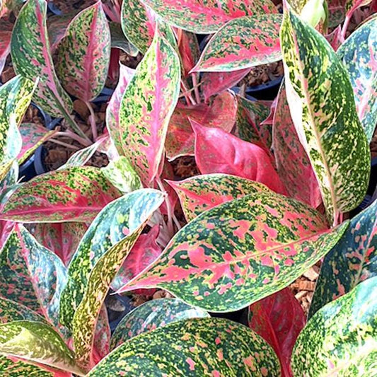 Aglaonema JAREN LAB
