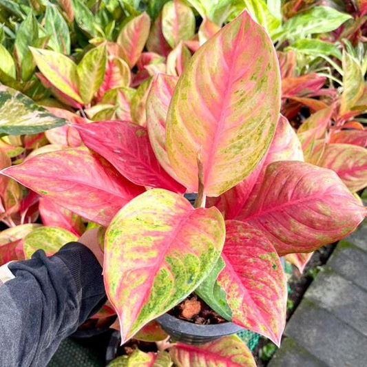 Aglaonema JAREN RUNG RUENG