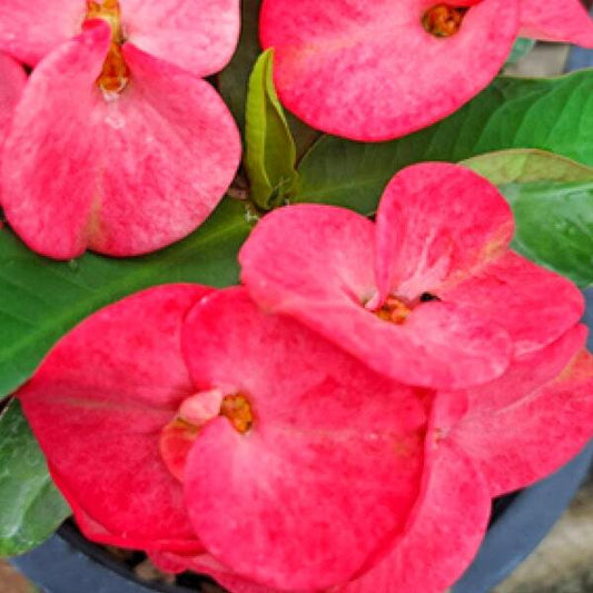 Euphorbia Milii JERD JARAS