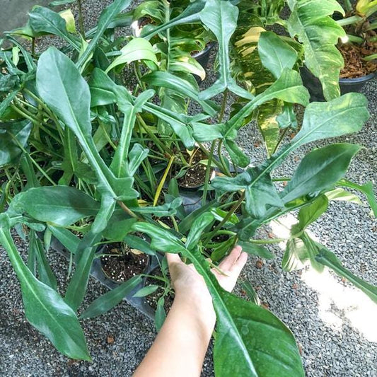 Philodendron JOEPII