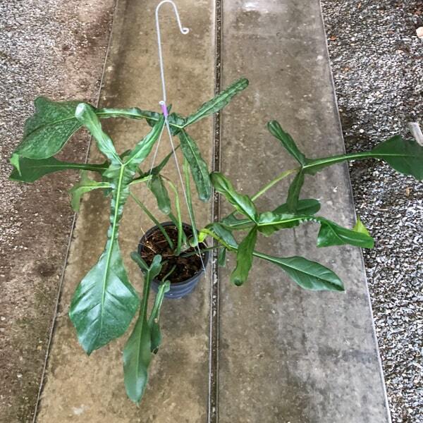 Philodendron JOEPPI