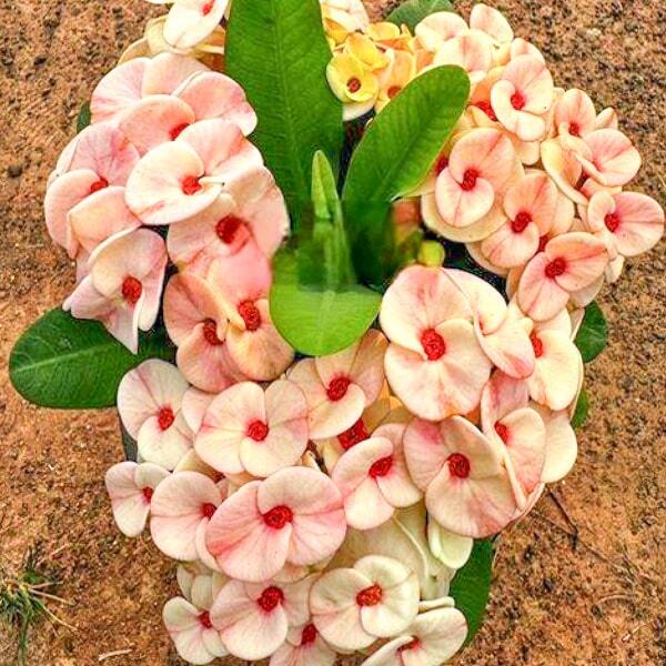Euphorbia Milii JOM KWAN