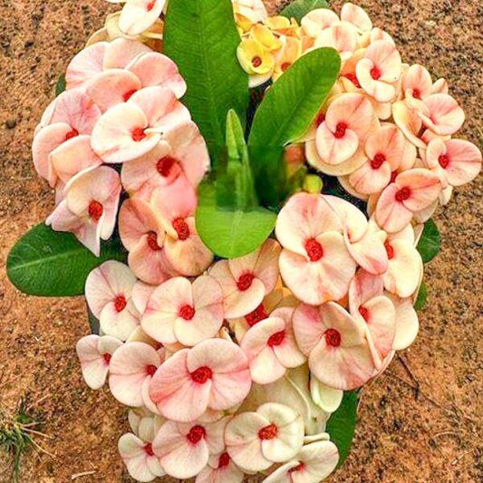 Euphorbia Milii JOM KWAN
