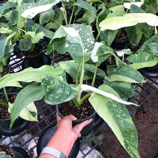 Philodendron  JOSE BRUNO
