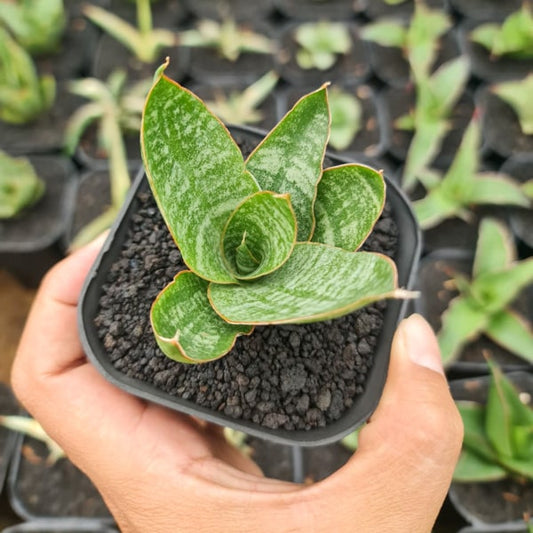 Sansevieria JOTUN