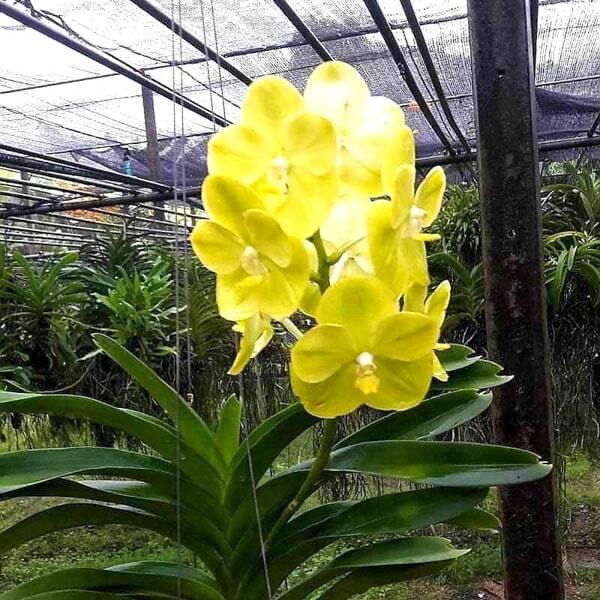 Vanda orchid V JUKKIT GOLD