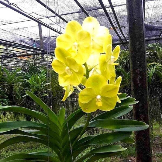 Vanda orchid V JUKKIT GOLD