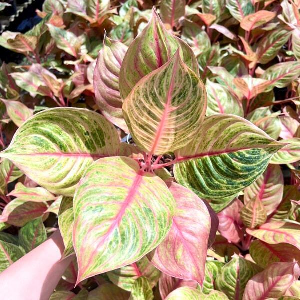Aglaonema JULIE
