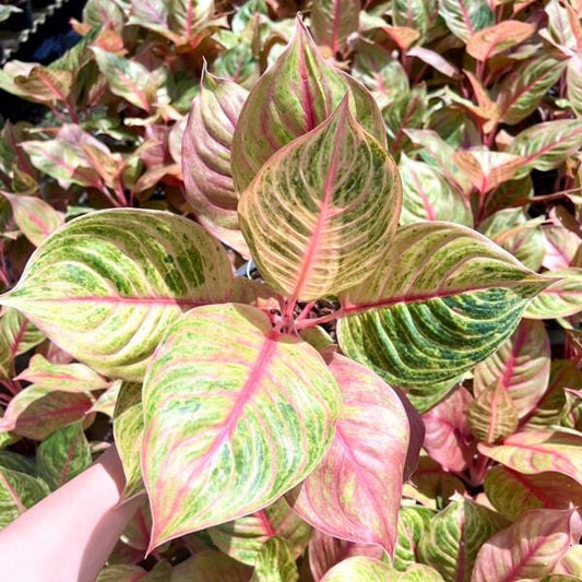 Aglaonema JULIE