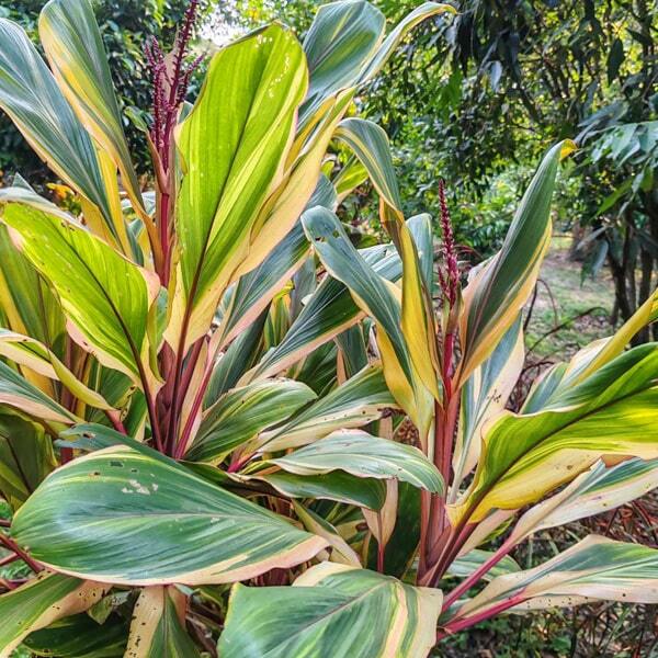Cordyline EARLY MORNING