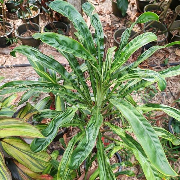Cordyline HYBRID GREEN COMPACT