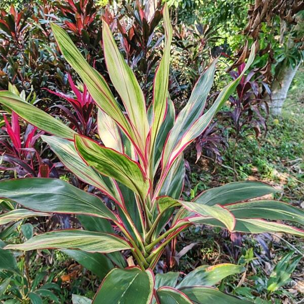 Cordyline JOHN KRASS MALE