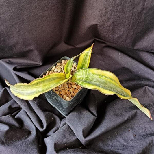 Sansevieria KIRKII VAR PULCHARA VAR