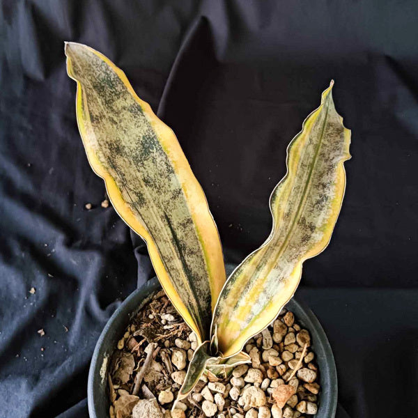Sansevieria KIRKII VAR PULCHARA