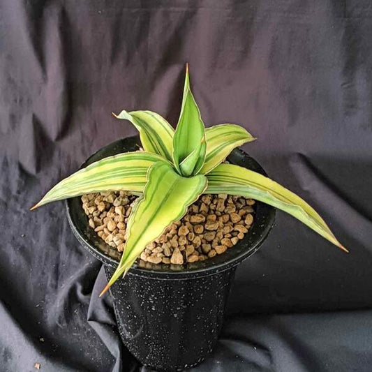Sansevieria KISMAAYO VAR