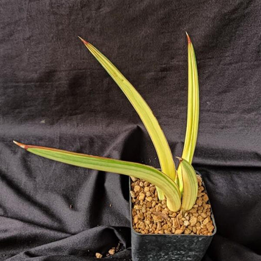 Sansevieria KOKO VAR