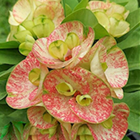 Euphorbia Milii KAENG DAO