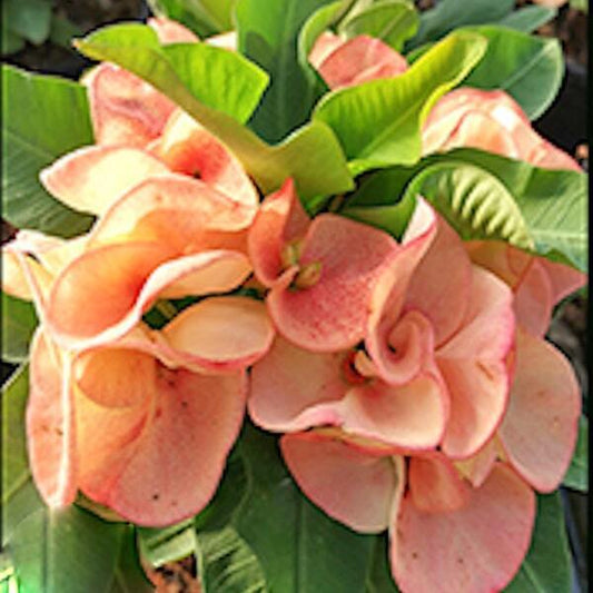 Euphorbia Milii KAENG DUEN