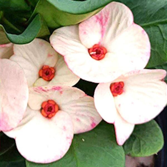 Euphorbia Milii KAEW SARAPADNUEK