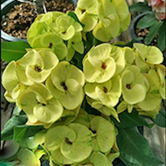 Euphorbia Milii KAEW UDOM