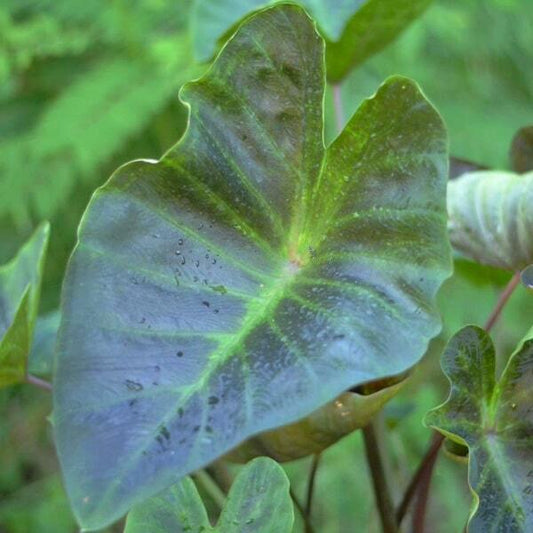 Colocasia KAFE