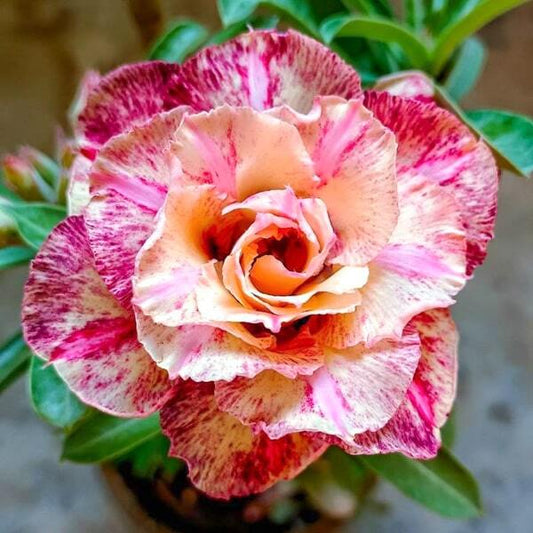 Adenium obesum KALEIDOSCOPE