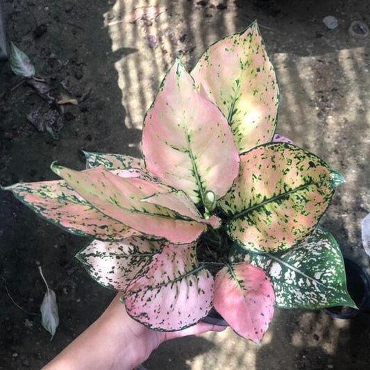 Aglaonema KAMKOON ORANGE