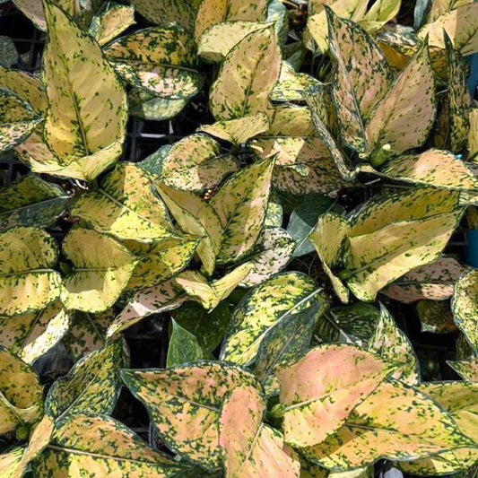 Aglaonema KAMKOON ORANGE