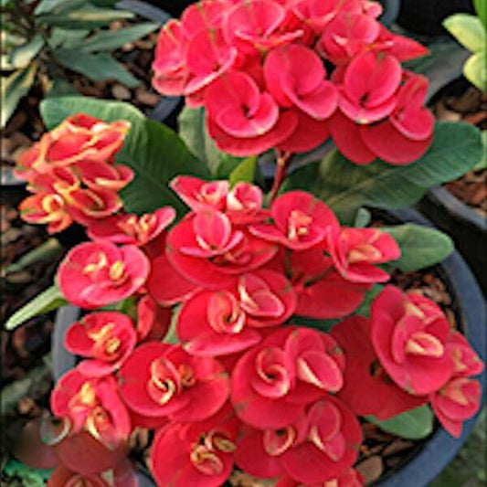 Euphorbia Milii KAMPHAENG PETCH